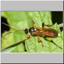Ichneumon exilicornis - Schlupfwespe w01a 8-9mm - Feuchtwiese mit Bach fdet02b-Joel Valemberg.jpg